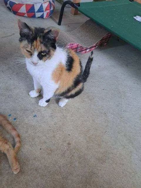 An adult medium-sized female Calico Domestic Short Hair cat named Cali for adoption in Ypsilanti, MI
