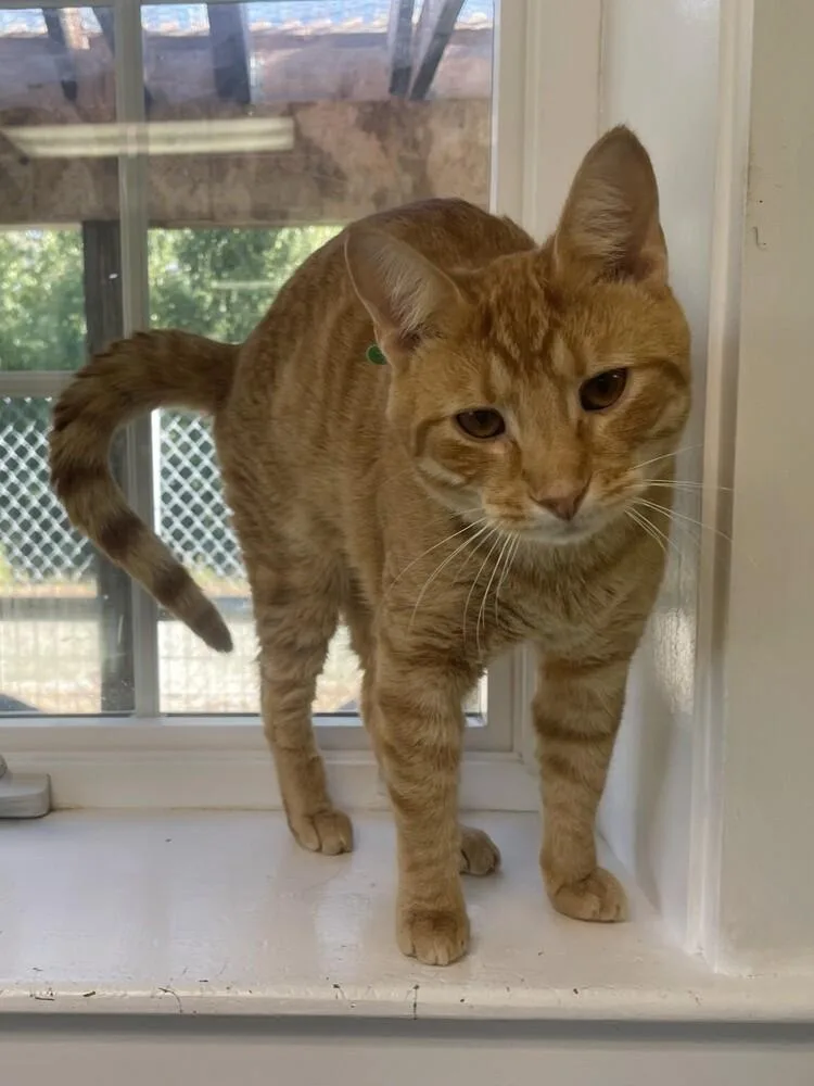 A young medium-sized male Domestic Short Hair cat named Marty for adoption in Trenton, ME