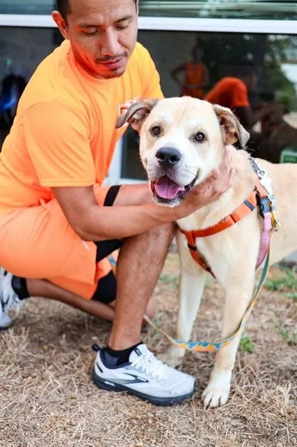 A young large-sized male Mixed Breed dog named Clifford for adoption in Dallas, TX