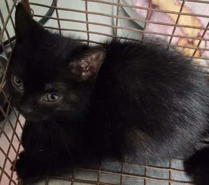 A baby medium-sized female Domestic Short Hair cat named Hot Pocket for adoption in Picayune, MS