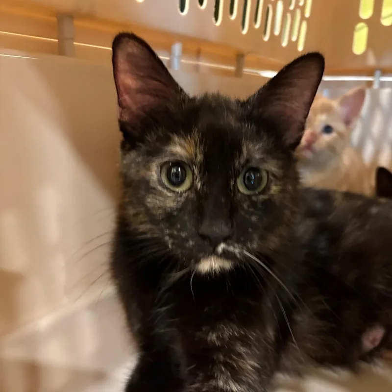 An adult small-sized female Black Domestic Short Hair cat named Maeve for adoption in West Des Moines, IA