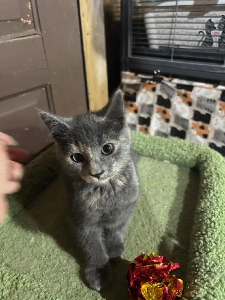 A baby small-sized female Gray / Blue / Silver Domestic Short Hair cat named Mina for adoption in Mooresville, NC