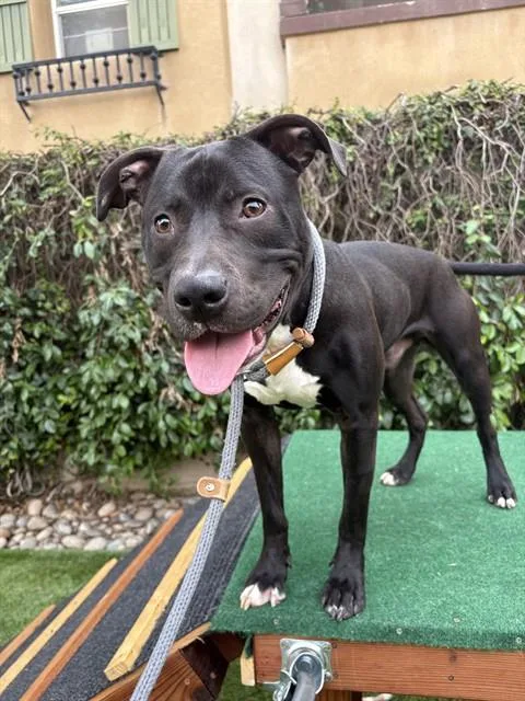 A young medium-sized male Pit Bull Terrier dog named Garp for adoption in San Jose, CA