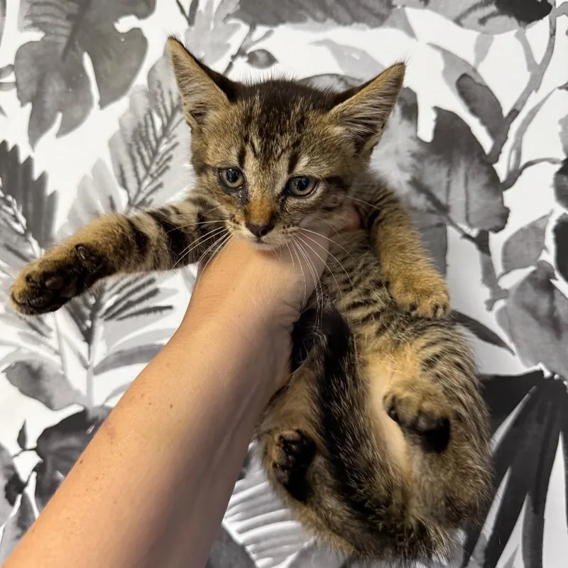 A baby small-sized female Gray / Blue / Silver Domestic Short Hair cat named Sourdough for adoption in Wahiawa, HI