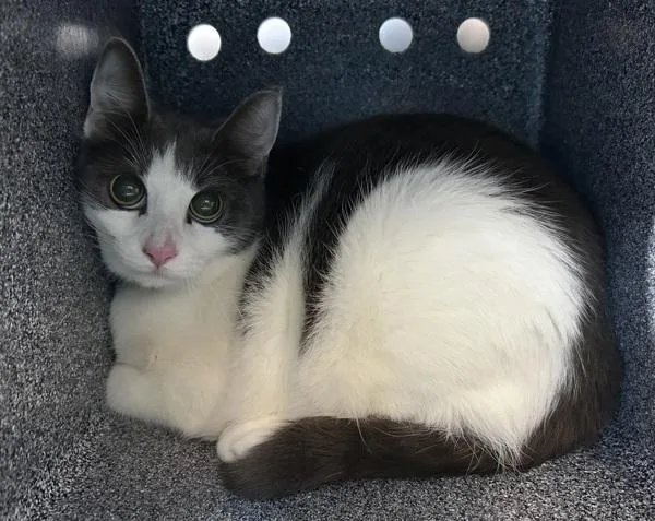 An adult medium-sized female Domestic Short Hair cat named Kuju for adoption in New York, NY