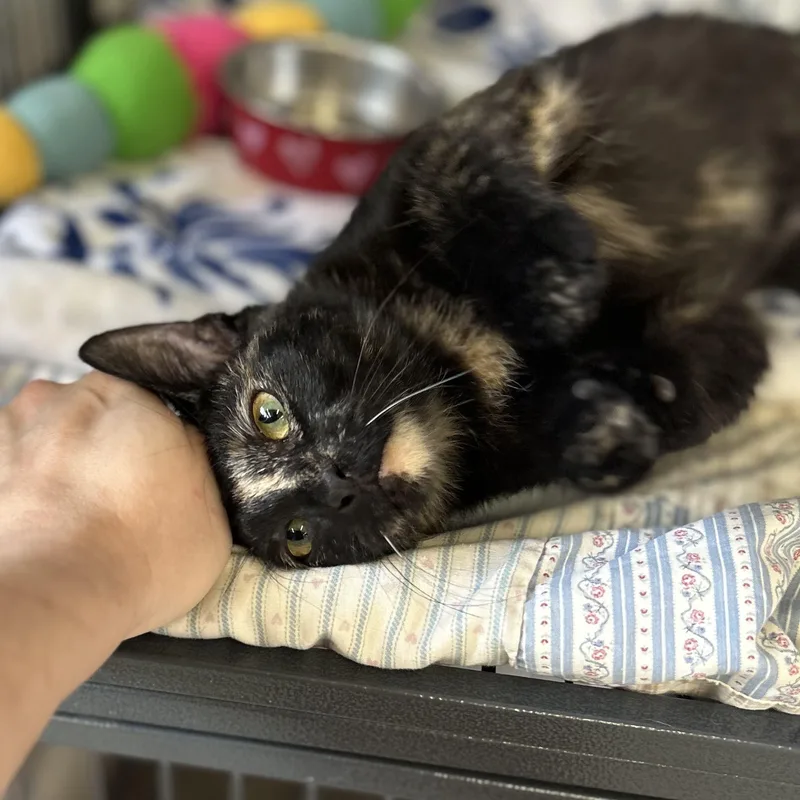 A baby medium-sized female Tortoiseshell Domestic Short Hair cat named Quiche for adoption in St. Louis, MO