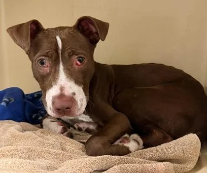 A baby medium-sized male Brown / Chocolate Pit Bull Terrier dog named Otis for adoption in Cleveland, OH