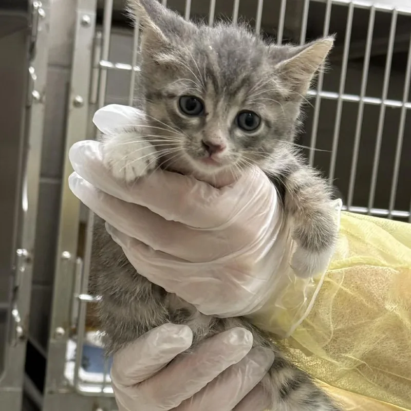 A baby small-sized male Gray / Blue / Silver Domestic Short Hair cat named Paladin for adoption in Jacksonville, FL