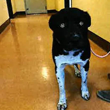 A young large-sized male Black Husky dog named Klondike for adoption in Long Beach, CA