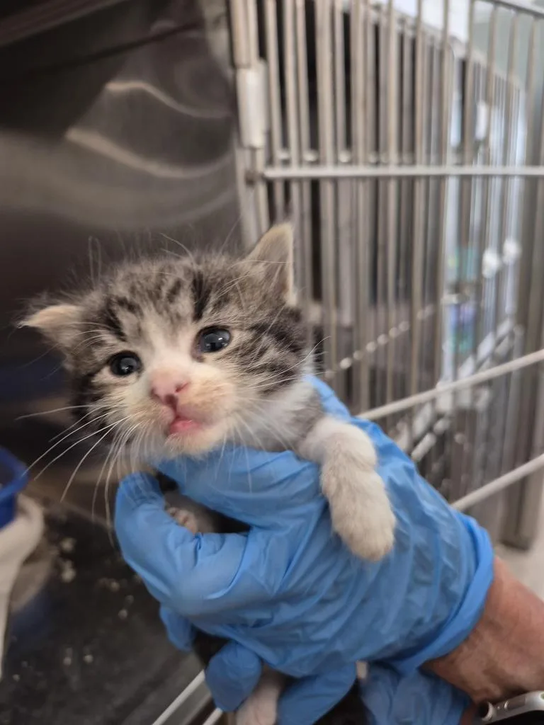 A baby small-sized female Domestic Short Hair cat named Twix for adoption in Pahrump, NV