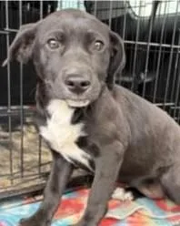 A young large-sized female Labrador Retriever dog named Vayda for adoption in Kansas City, MO