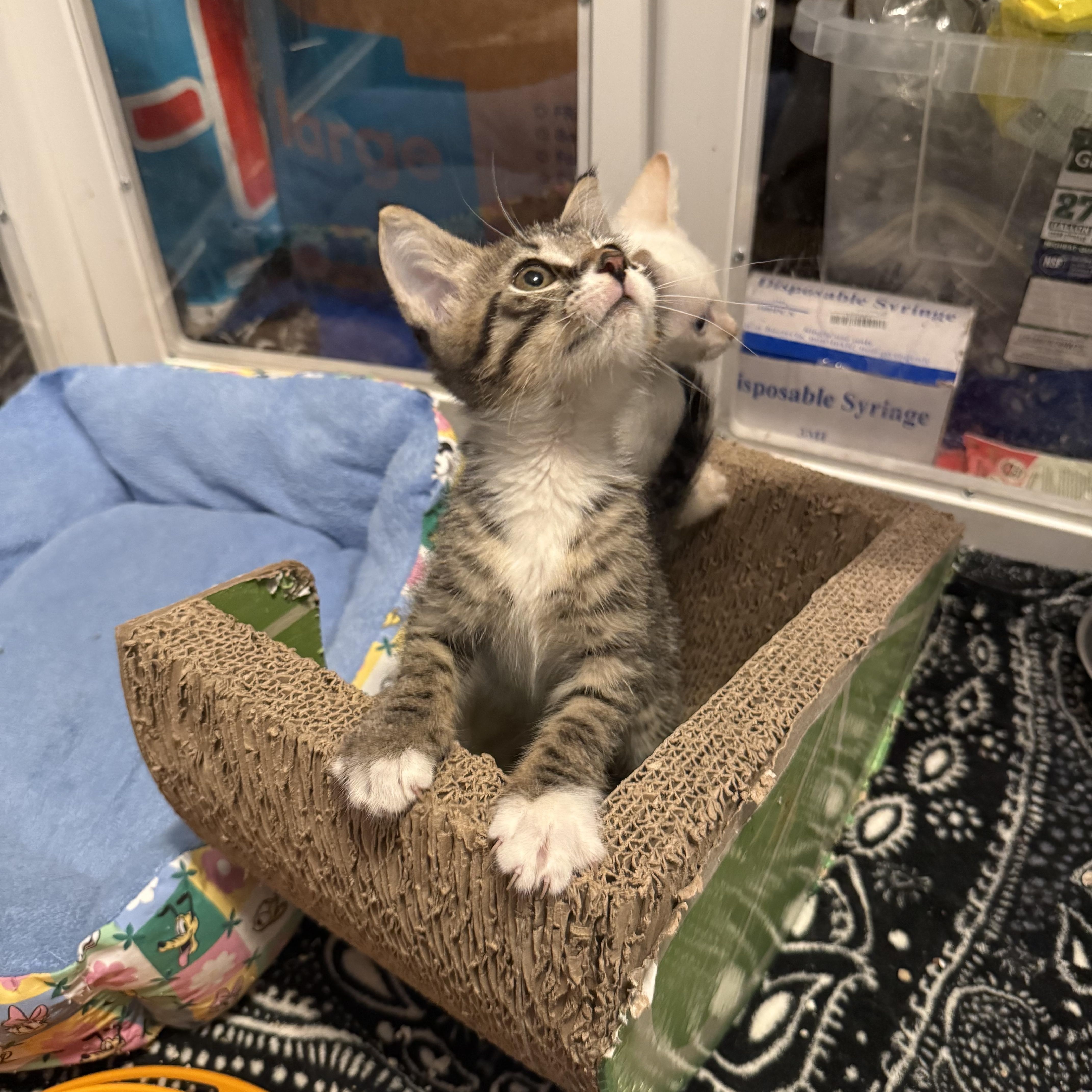 A baby medium-sized male Tabby cat named Norris for adoption in Intercession city , FL