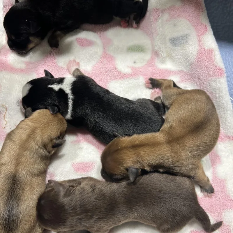 A baby small-sized male Black Pug dog named Patriot for adoption in Aledo, TX