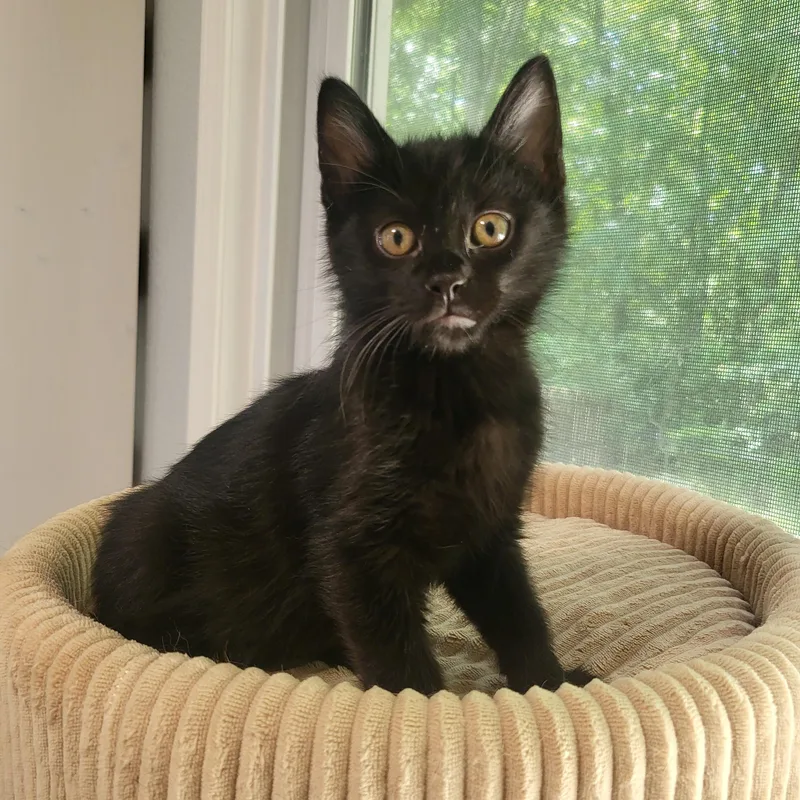 A baby small-sized male Black Domestic Short Hair cat named Kite for adoption in Indianapolis, IN