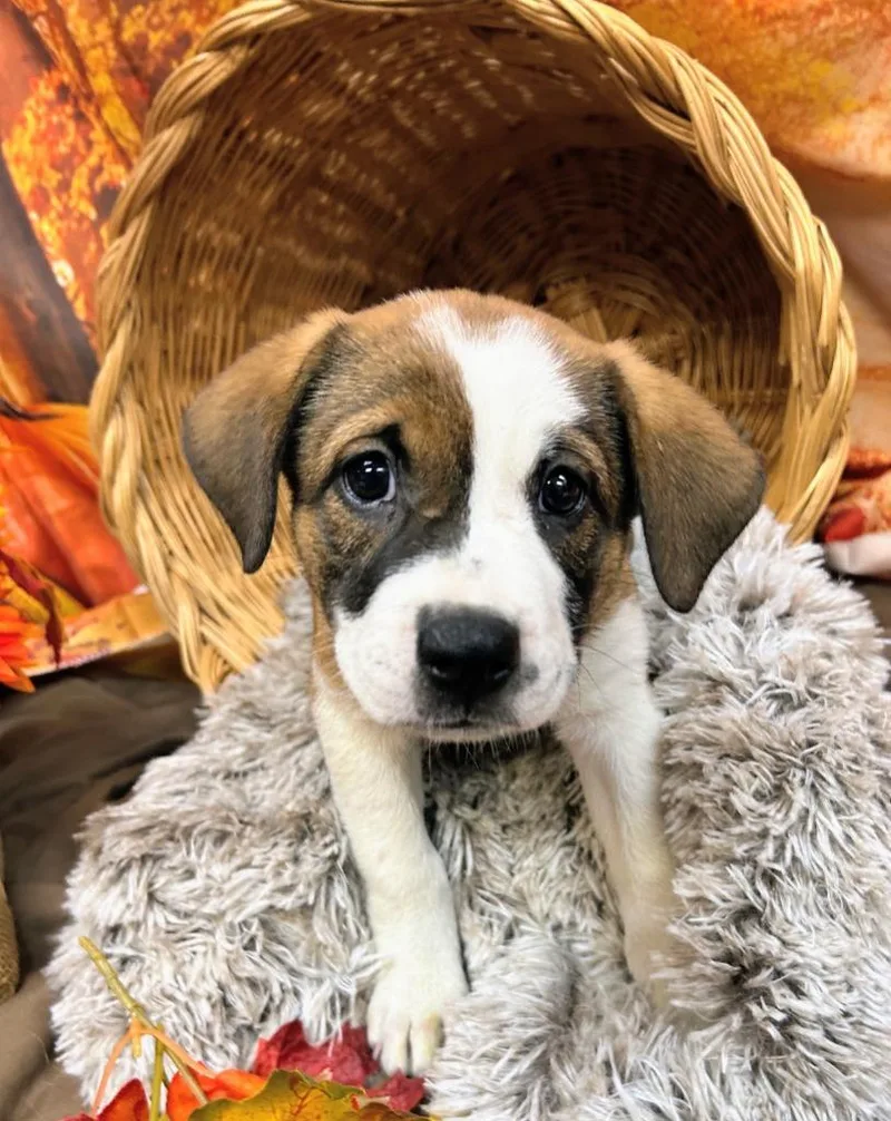 A baby medium-sized female Shepherd dog named Buddha for adoption in Bryant, AR