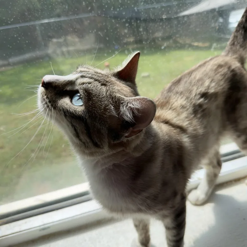 An adult medium-sized male Buff / Tan / Fawn Domestic Short Hair cat named Bunny for adoption in Parrish, AL