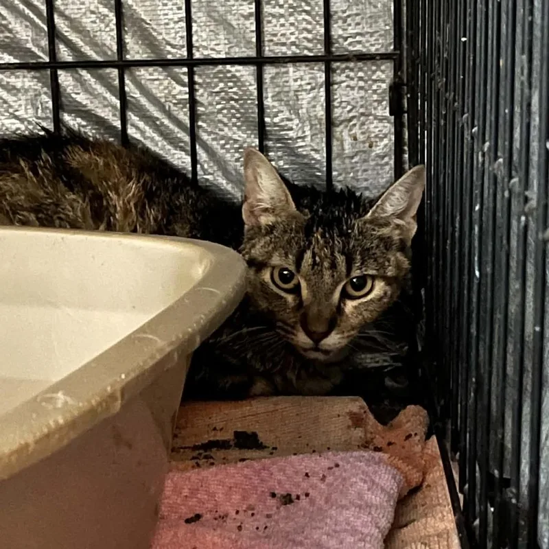An adult small-sized female Domestic Short Hair cat named Retail for adoption in Stephenville, TX