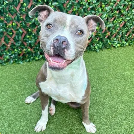 An adult large-sized male Gray / Blue / Silver Boxer dog named Chef Crawdad for adoption in West Palm Beach, FL