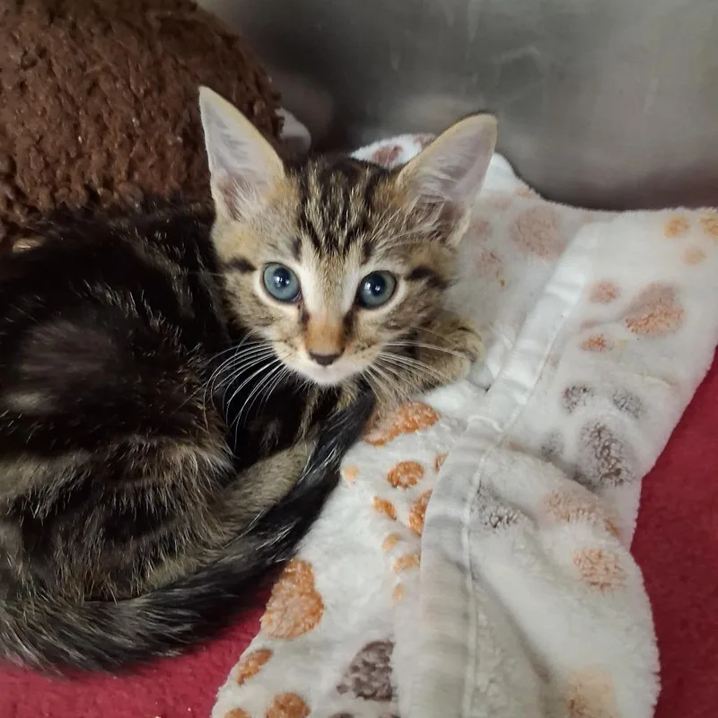 A baby small-sized male Brown / Chocolate Domestic Short Hair cat named Tac for adoption in West Palm Beach, FL