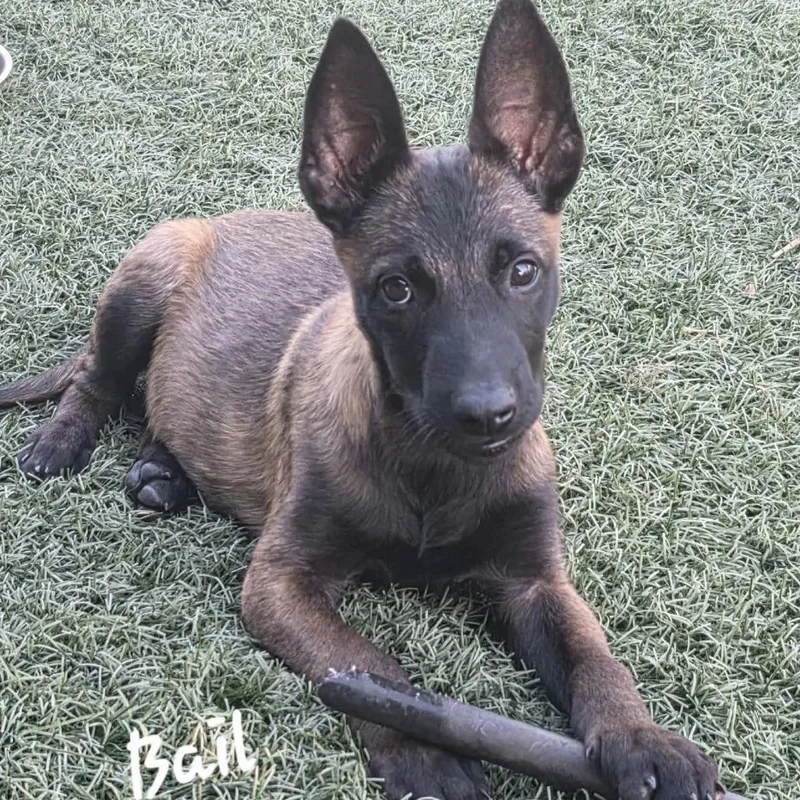 A baby medium-sized male Sable Belgian Shepherd / Malinois dog named Bail DD for adoption in Austin, TX