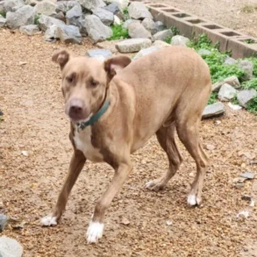 Pooh Bear thumbnail 4