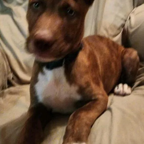 Pooh Bear thumbnail 5