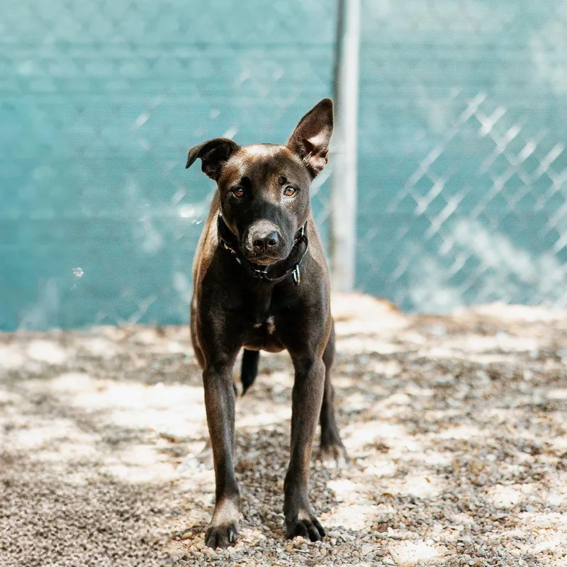 An adult large-sized female Pit Bull Terrier dog named Miranda for adoption in Duncan, OK