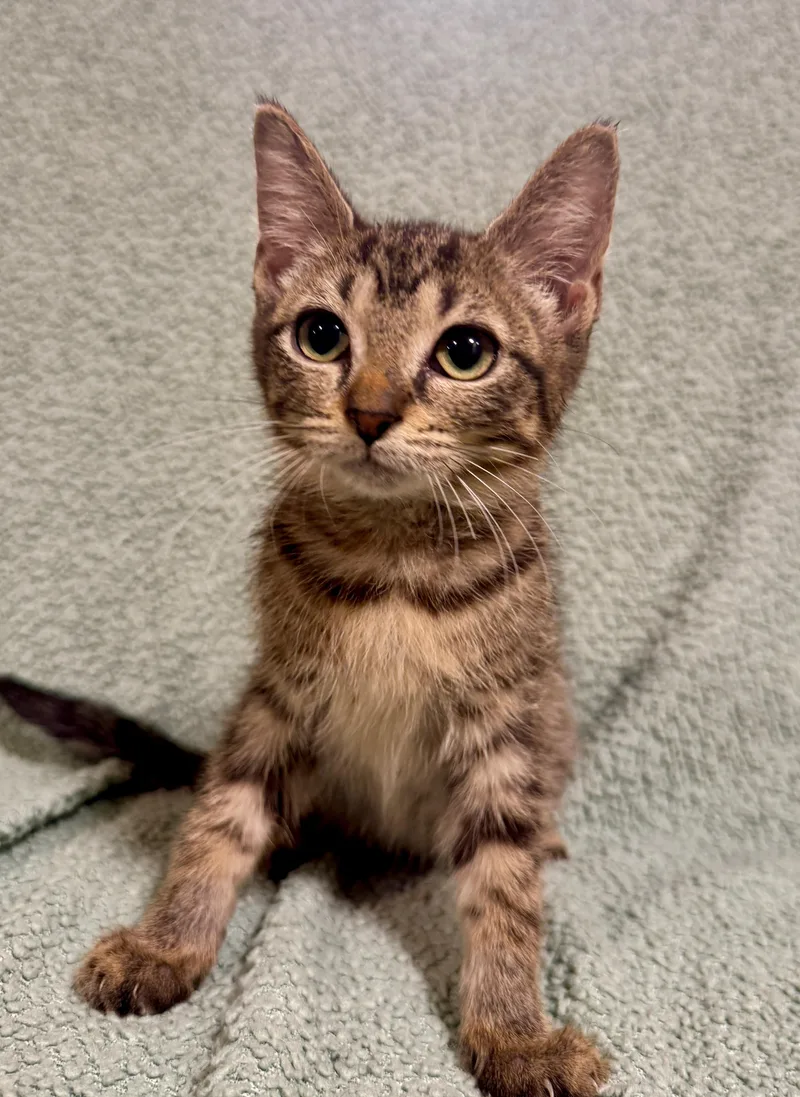 A baby medium-sized female Tabby (Brown / Chocolate) Domestic Short Hair cat named Gouda for adoption in Port Washington, WI