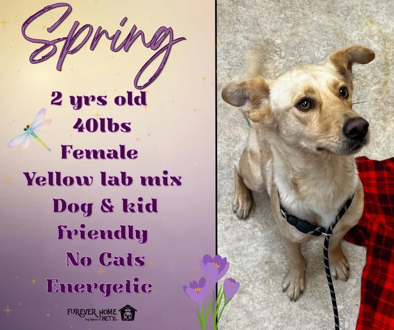 An adult medium-sized female Yellow Labrador Retriever dog named Spring for adoption in Lumberton, TX