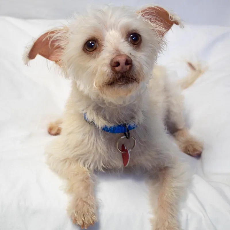 An adult small-sized male Yellow / Tan / Blond / Fawn Mixed Breed dog named Mr.clean for adoption in Medford, OR