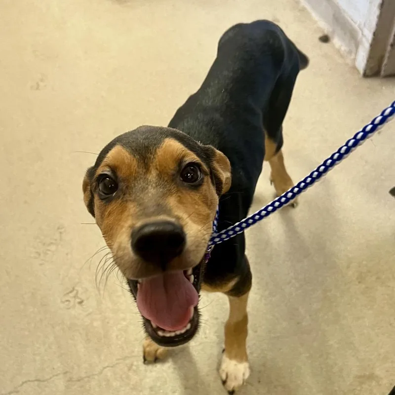 A baby medium-sized male Black Beauceron dog named Classic Cassette for adoption in Austin, TX