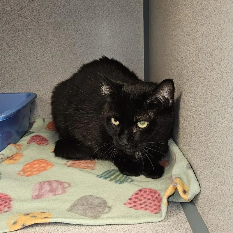 A senior large-sized male Black Domestic Short Hair cat named Yin for adoption in Cedar Rapids, IA
