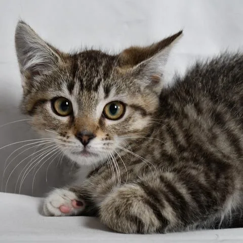 A baby small-sized female Gray / Blue / Silver Domestic Short Hair cat named Maisy for adoption in Johnson City, TN