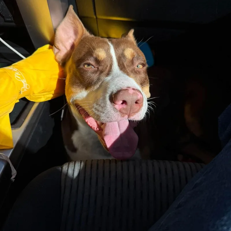 A young medium-sized male Brown / Chocolate American Staffordshire Terrier dog named Chaco for adoption in Williston, VT