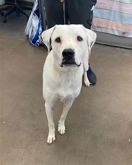 A young large-sized male Mixed Breed dog named Boxer for adoption in Dallas, TX