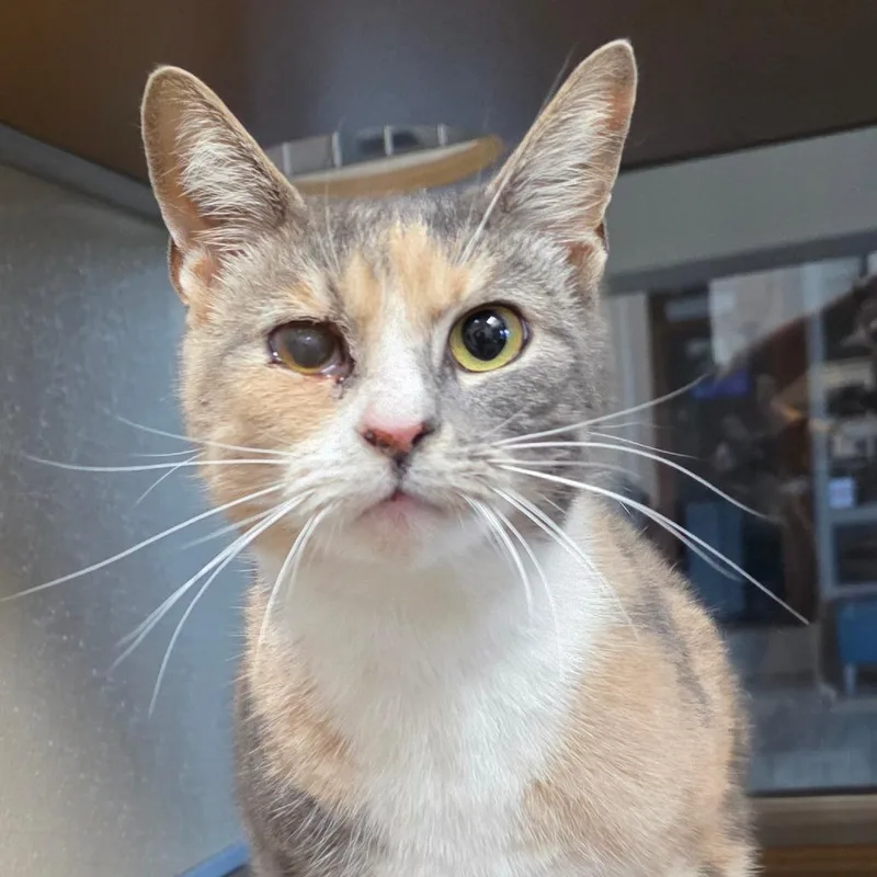 An adult large-sized female Calico Domestic Short Hair cat named Adventurine for adoption in Chatham, VA
