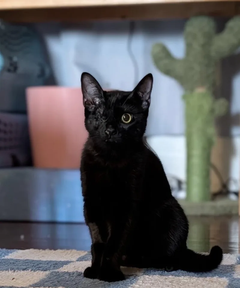 A young medium-sized female Black Domestic Short Hair cat named Marble for adoption in Albuquerque, NM