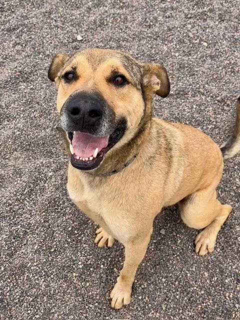 An adult large-sized male German Shepherd Dog dog named Teddy for adoption in Webster, WI