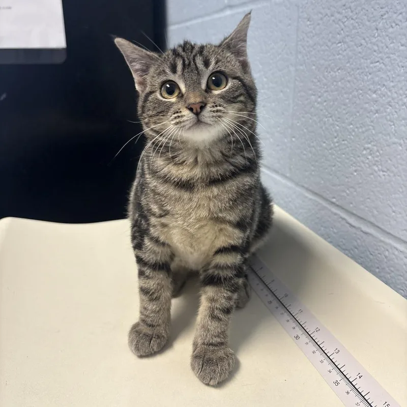 A baby small-sized female Black Domestic Short Hair cat named Booze Cruise for adoption in Carencro, LA