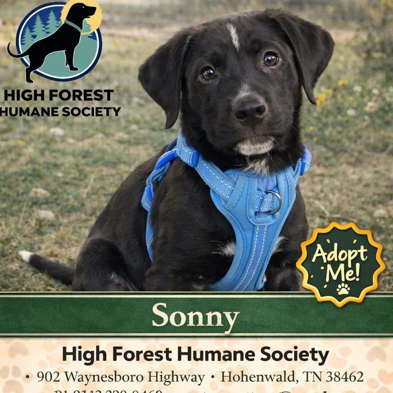 Sonny