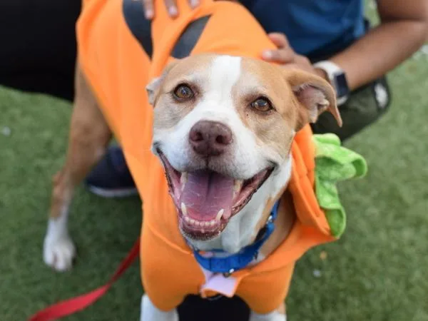 A senior medium-sized female Mixed Breed dog named Amy for adoption in Ridgewood, NY