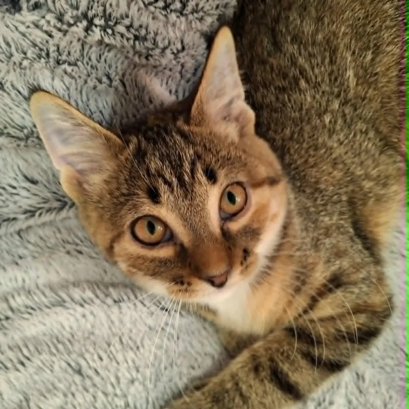 A baby medium-sized female Tabby (Brown / Chocolate) Domestic Short Hair cat named Bunny for adoption in Watertown, WI
