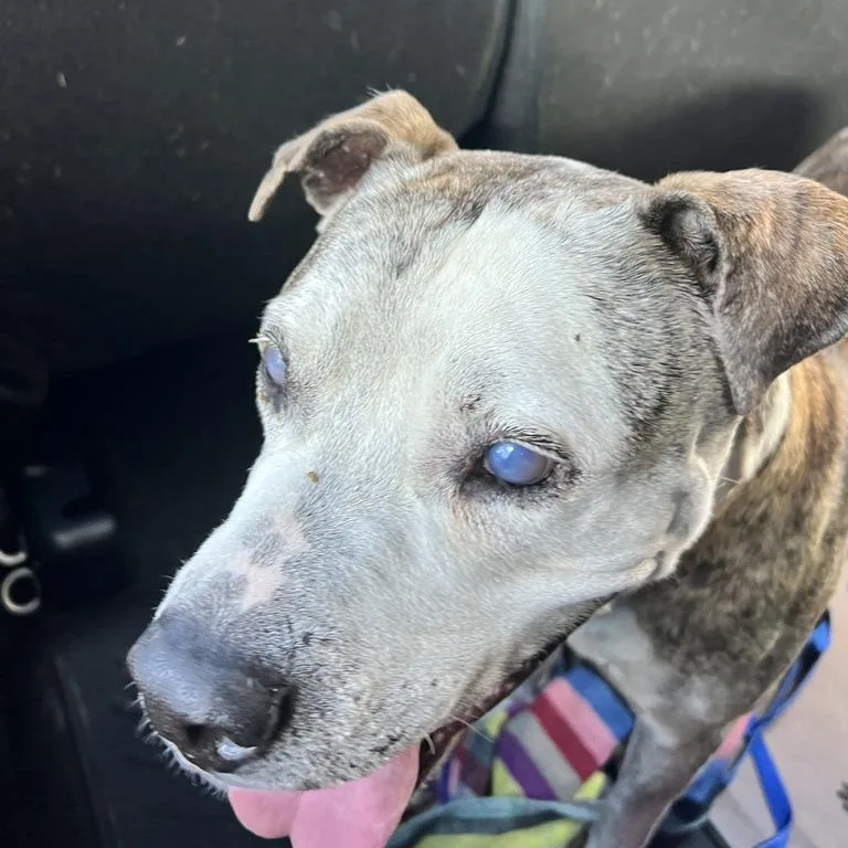 A senior large-sized male Mixed Breed dog named Ray for adoption in Hobe Sound, FL