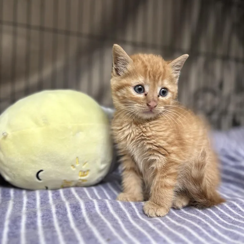 A baby small-sized male Orange / Red Domestic Short Hair cat named Lida for adoption in Lynchburg, VA