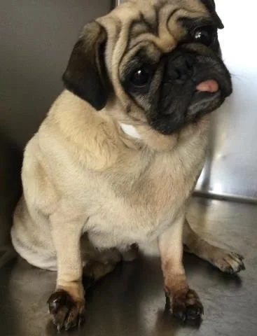 An adult small-sized female Pug dog named Chata for adoption in Riverside, CA