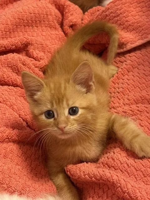 A baby medium-sized male Orange / Red Domestic Short Hair cat named Cheeto for adoption in Herndon, VA