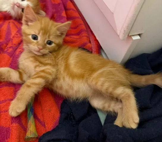 Cheeto thumbnail 2