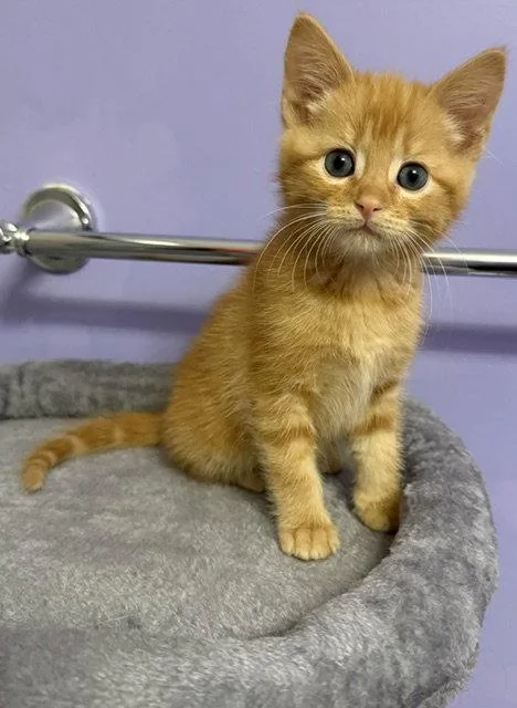 Cheeto thumbnail 3