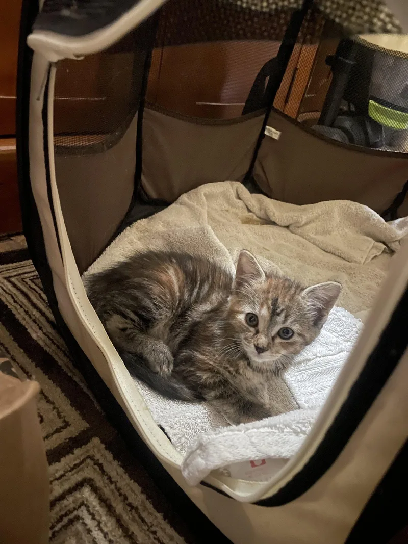 A baby medium-sized female Domestic Short Hair cat named Kaleidoscope for adoption in Trenton, NJ