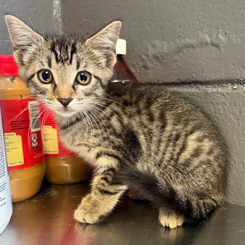 A baby small-sized male Gray / Blue / Silver Domestic Short Hair cat named Stuart for adoption in Tuscaloosa, AL